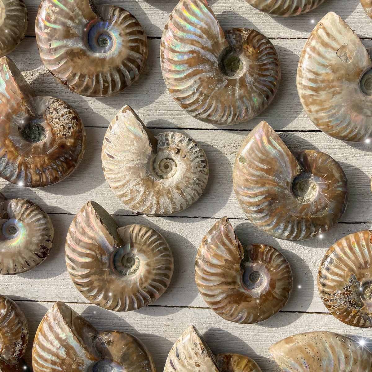 Iridescent Ammonite Fossils