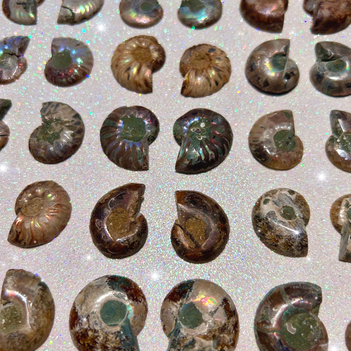 Small Sliced Ammonite Fossil Pairs