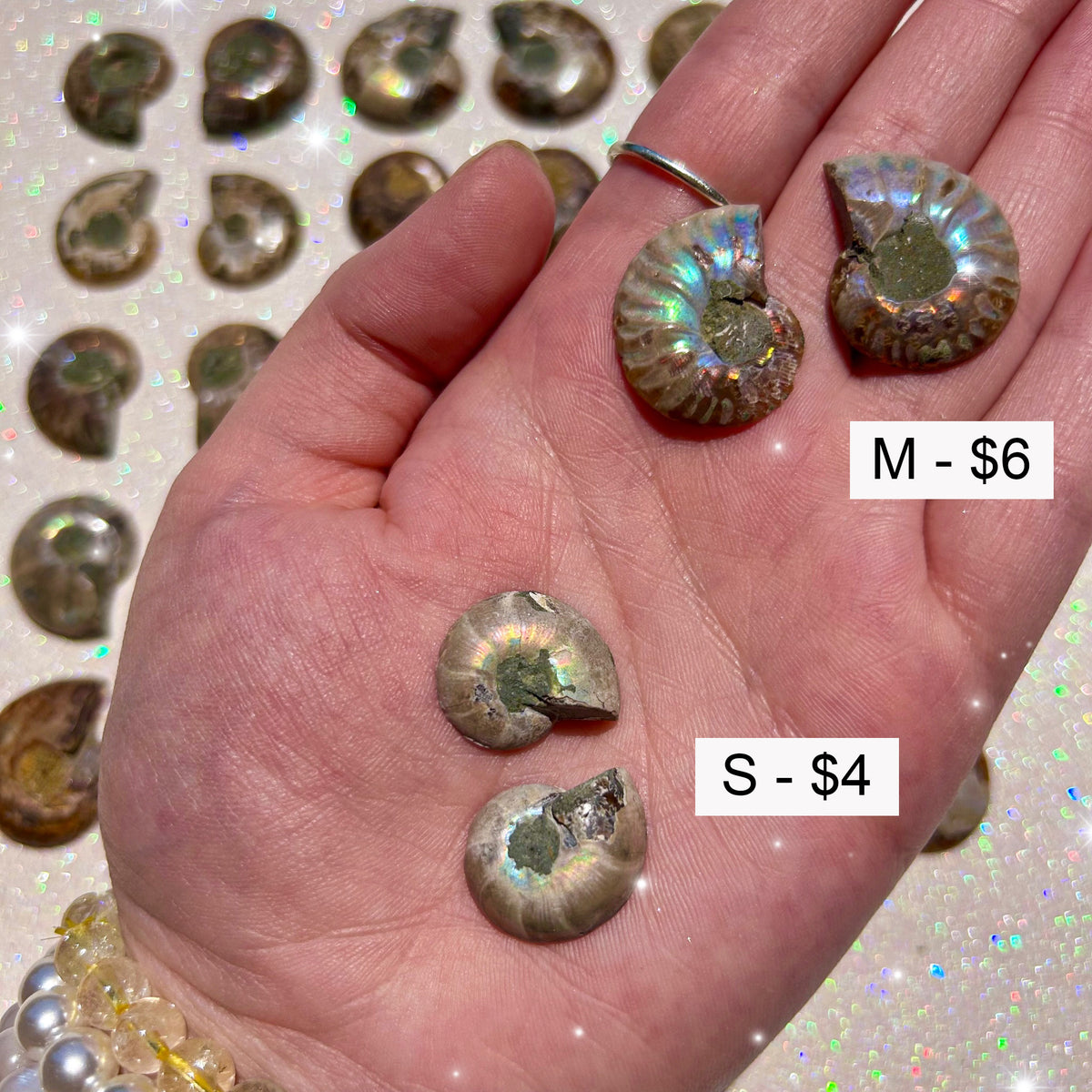 Small Sliced Ammonite Fossil Pairs