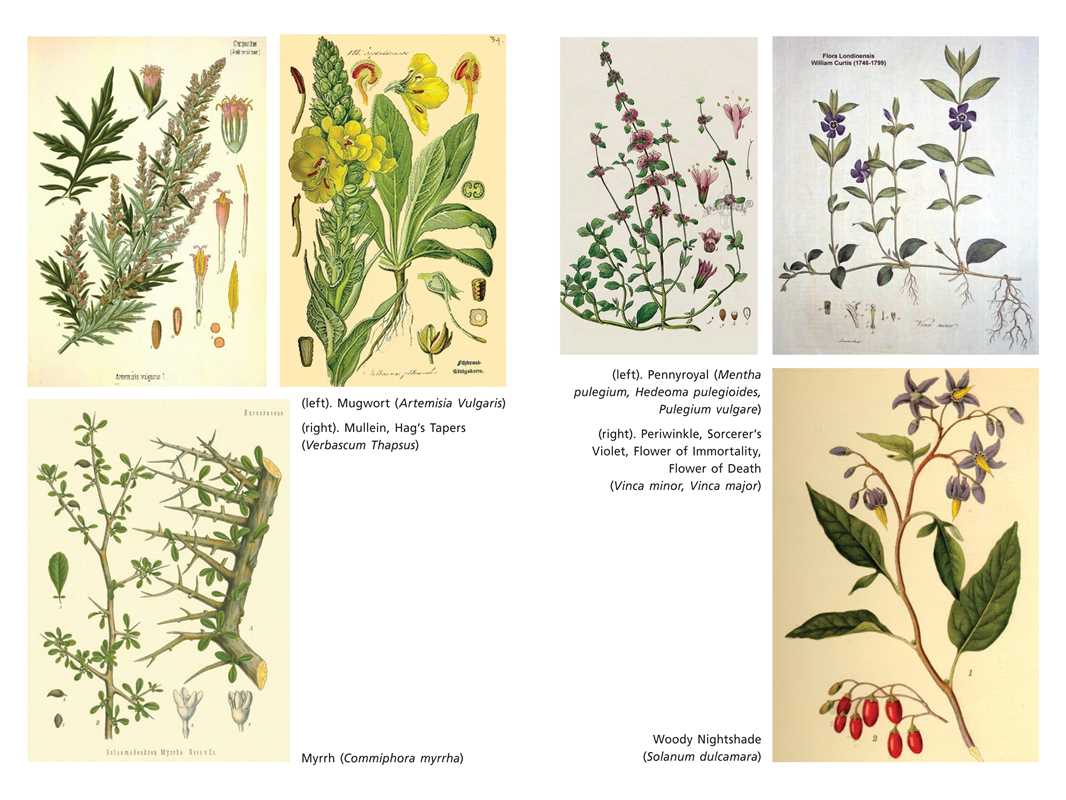 Sacred Herbs of Samhain Book