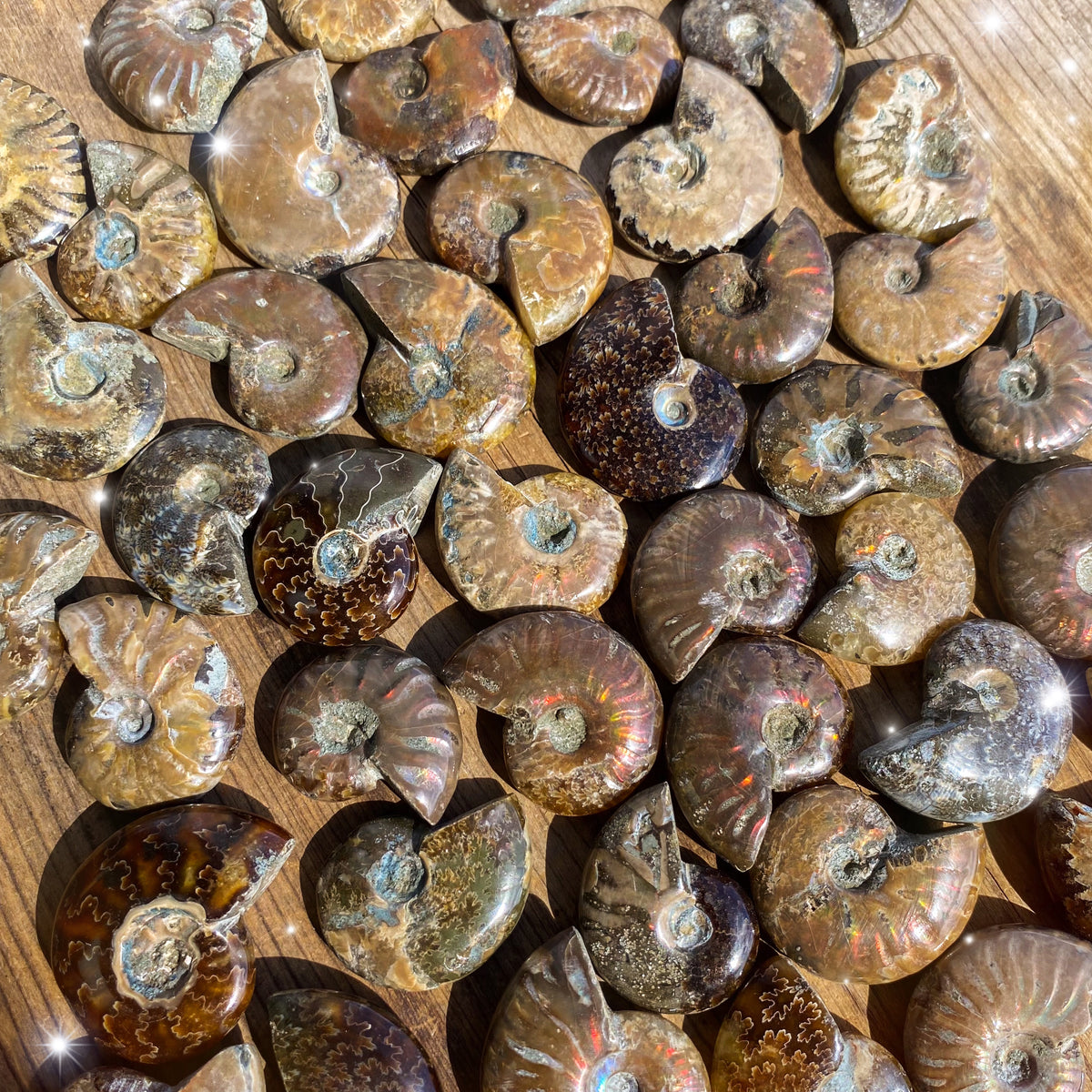 Small Ammonite Fossils