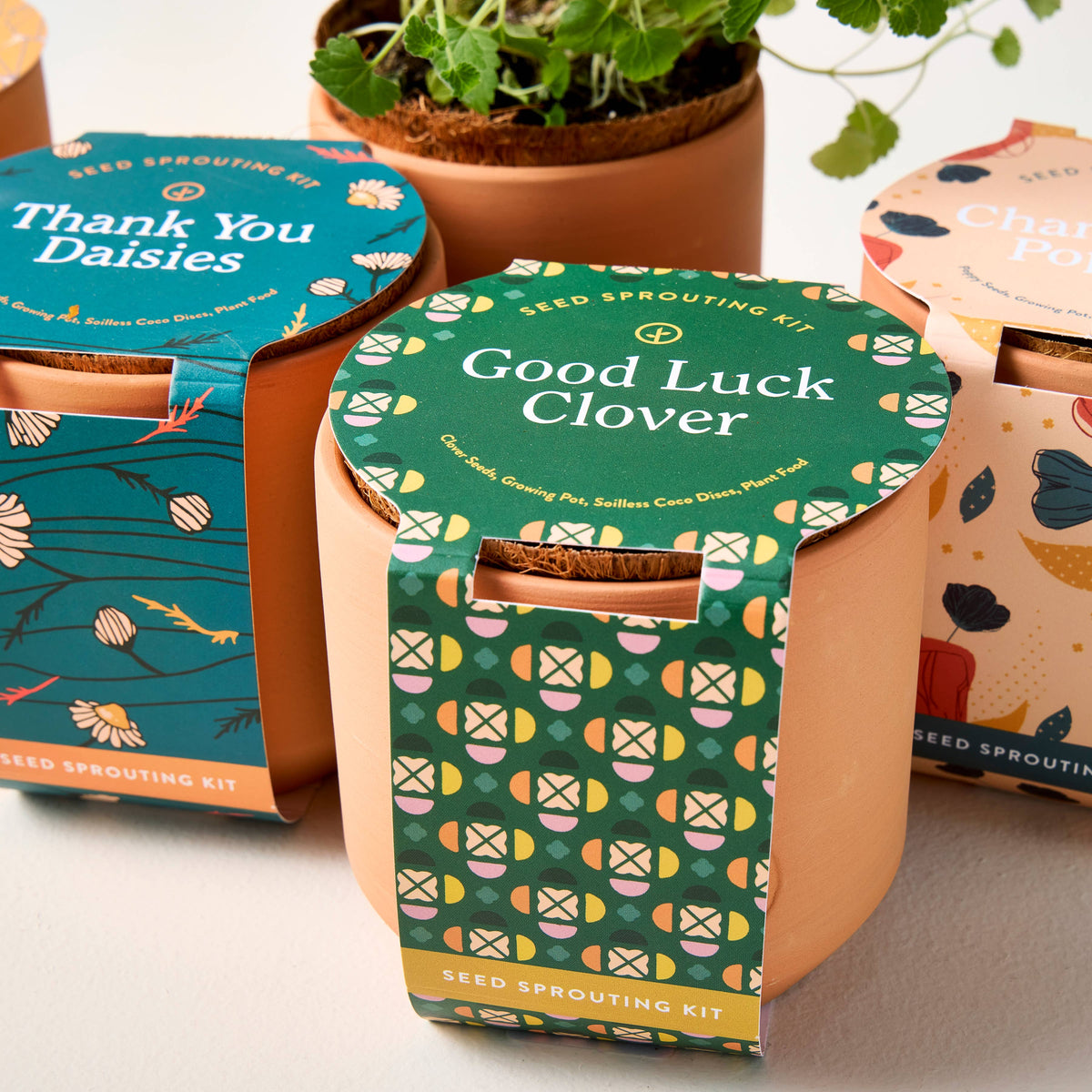 Tiny Terracotta Grow Kits: Good Luck Clover