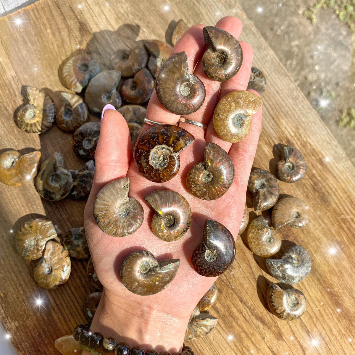 Small Ammonite Fossils