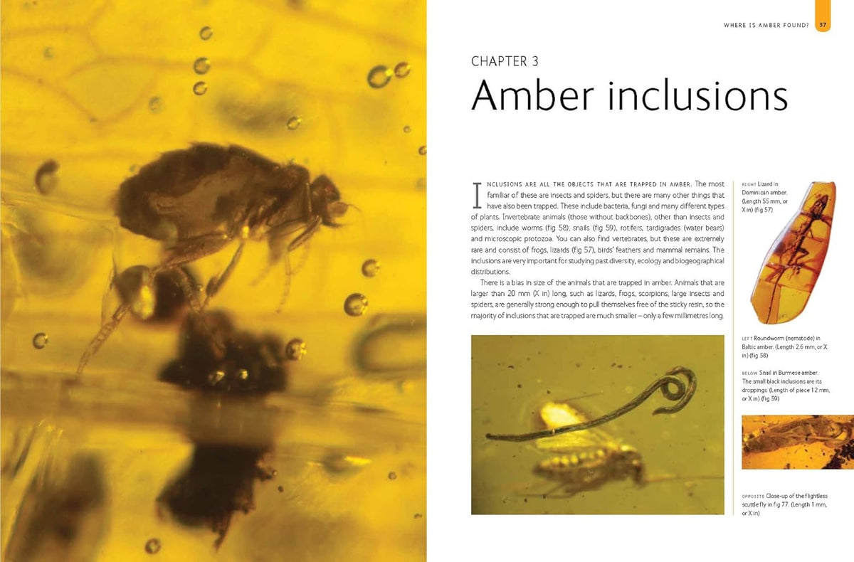 Amber : The Natural Time Capsule Book