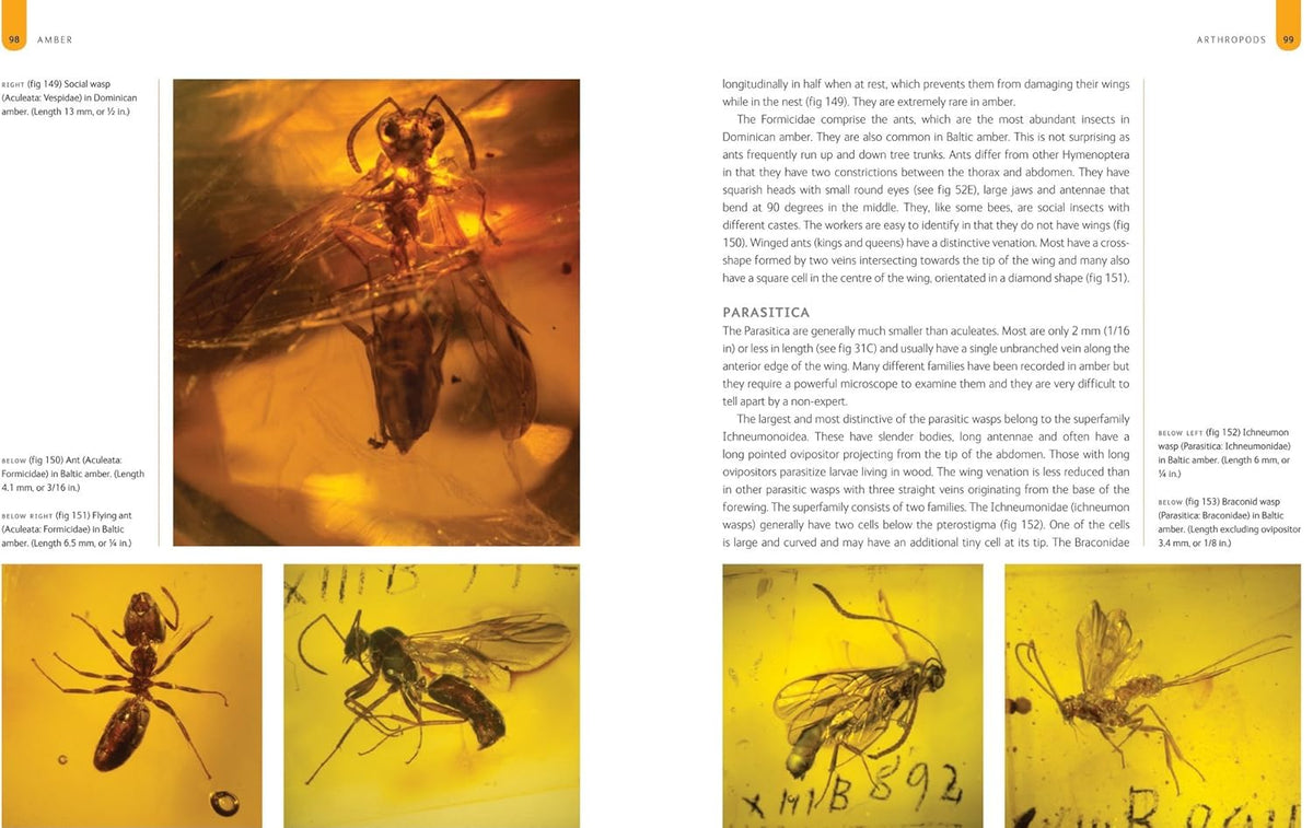 Amber : The Natural Time Capsule Book