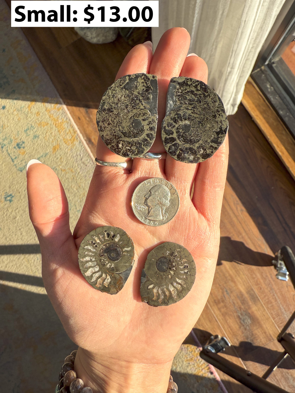 Pyritized Ammonite Pairs