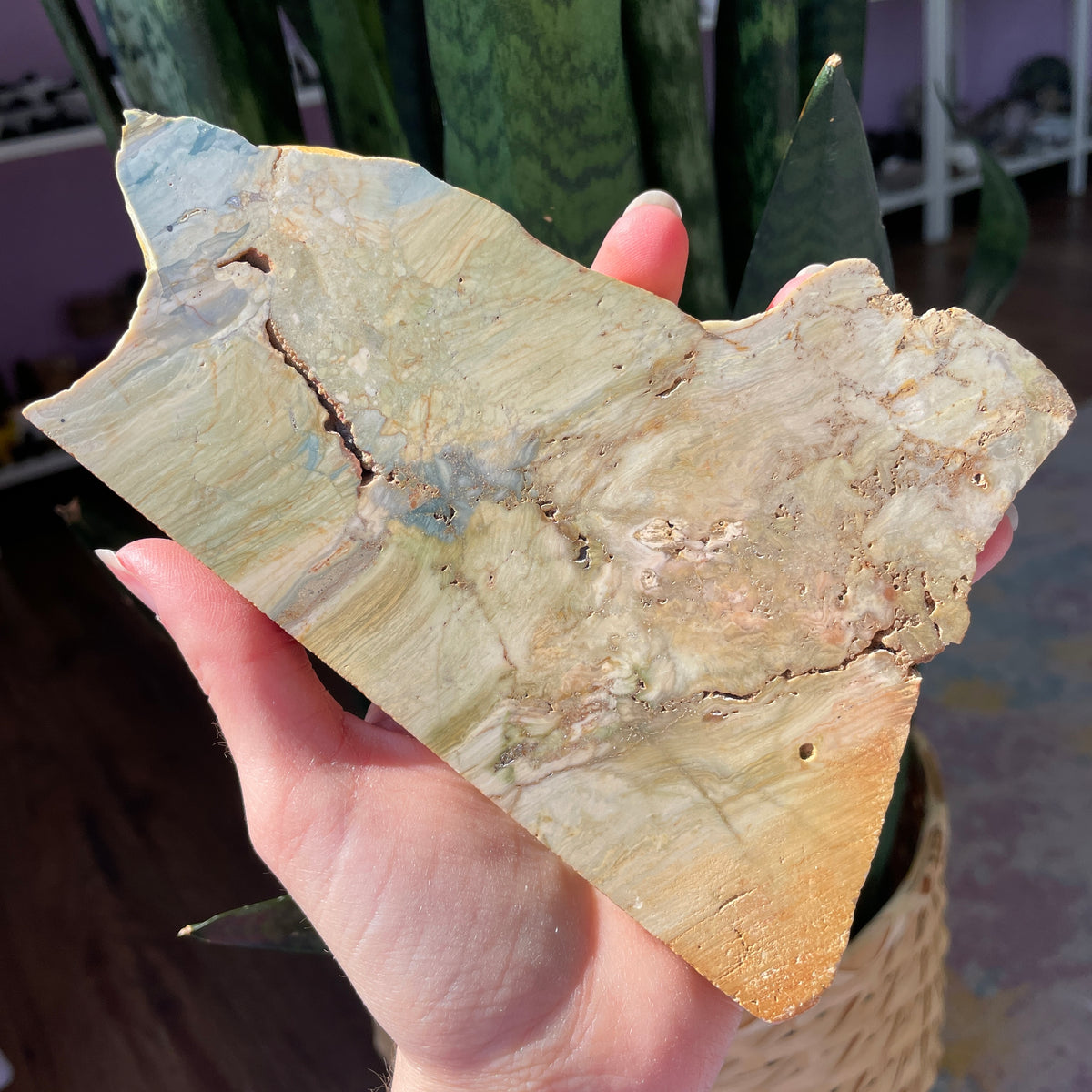 Gary Green (Bogwood) Petrified Wood Statement Slab