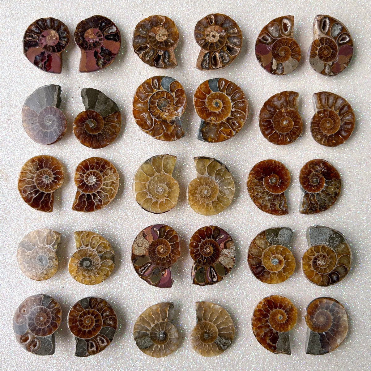 Small Sliced Ammonite Fossil Pairs