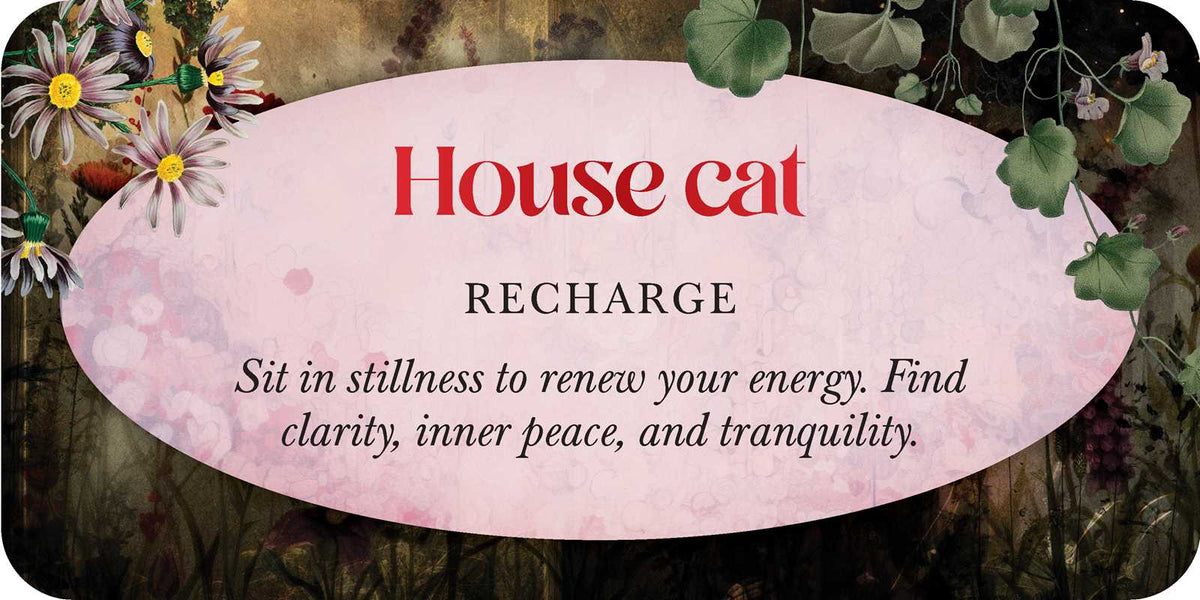 Animal Guides Affirmation Deck