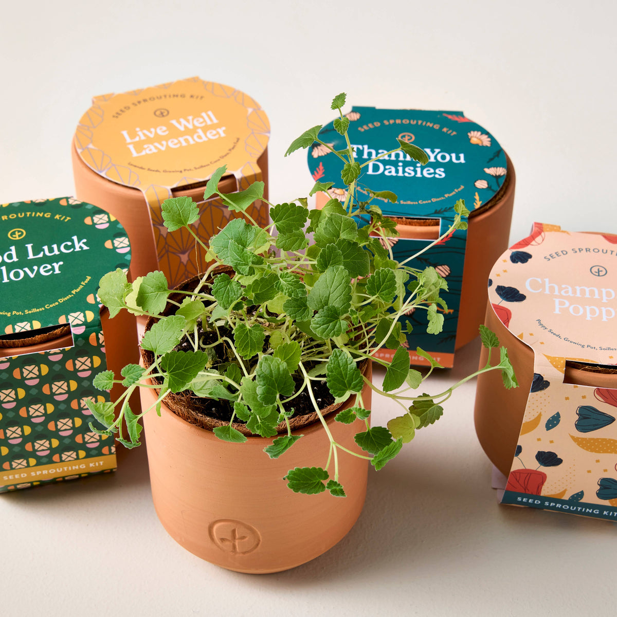 Tiny Terracotta Grow Kits: Good Luck Clover