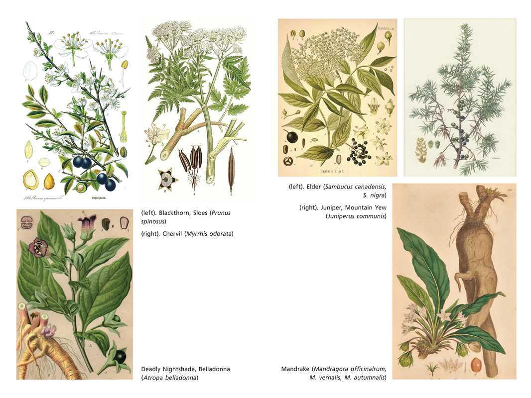 Sacred Herbs of Samhain Book