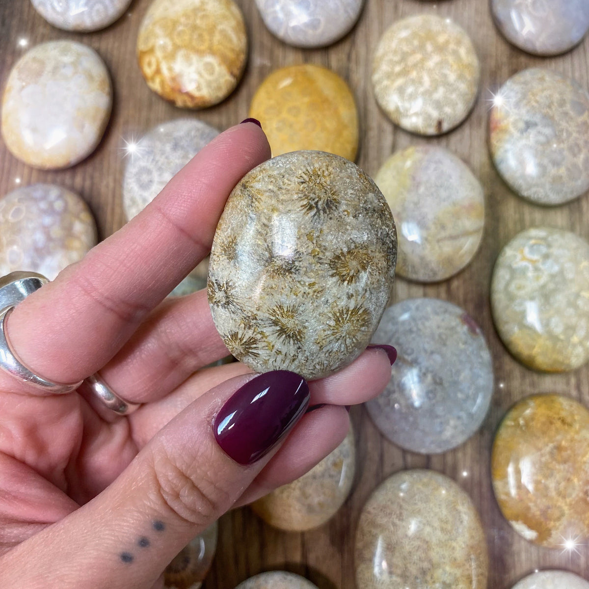 Fossilized Coral Palm Stone