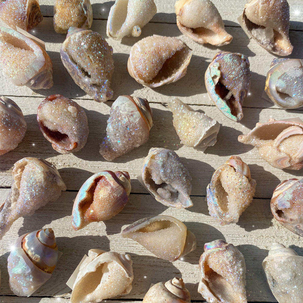 fossilized_druzy_shells_1024x1