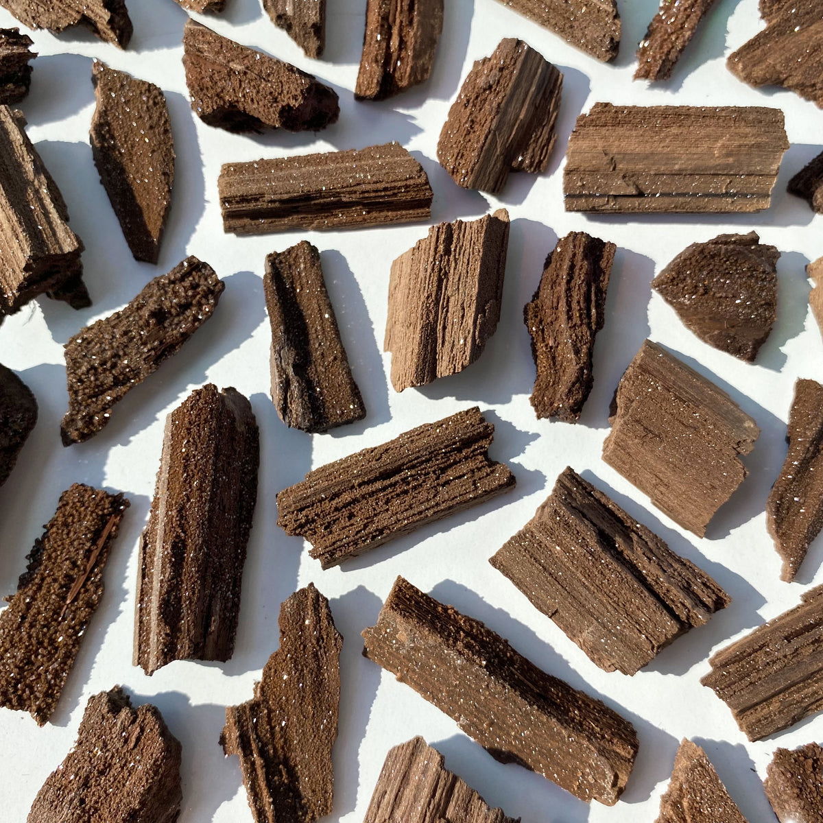 Permineralized Wood Specimens