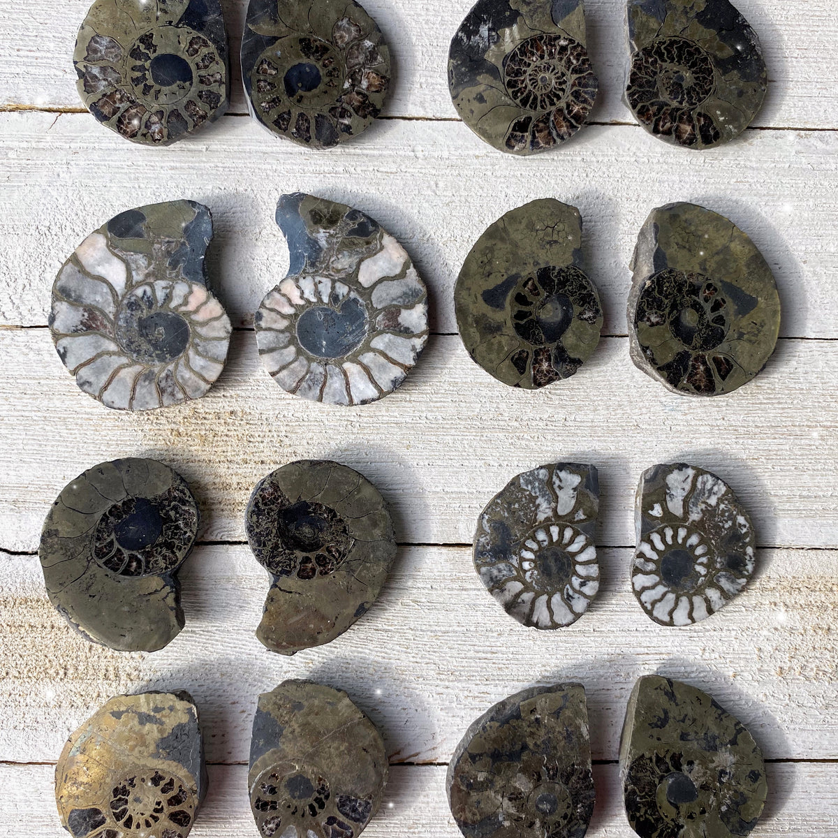 Pyritized Ammonite Pairs