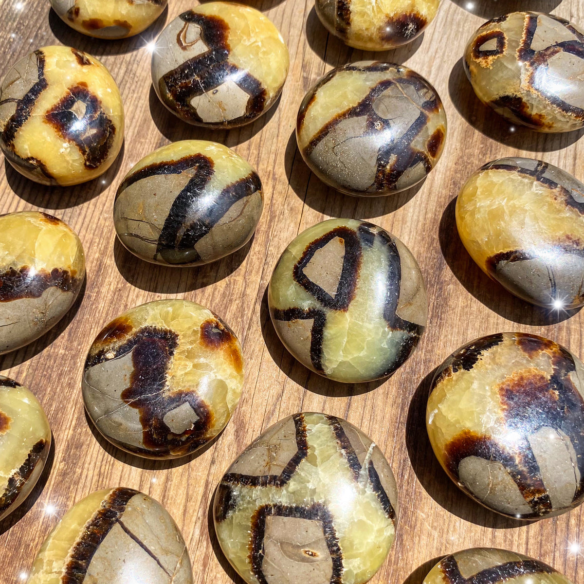 Septarian Palm Stones